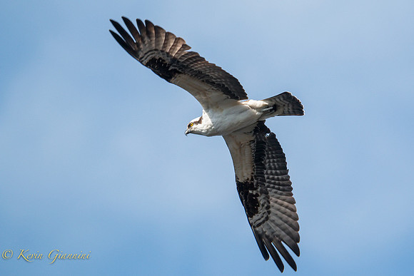 Osprey