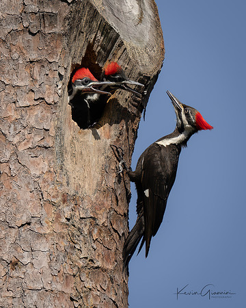 Piliated Woodpecker family