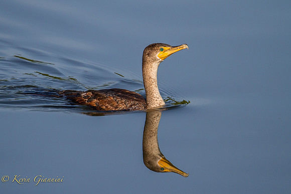 Cormorant