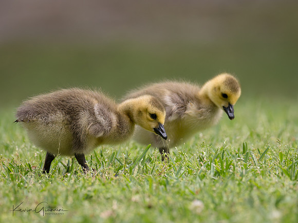 Goslings