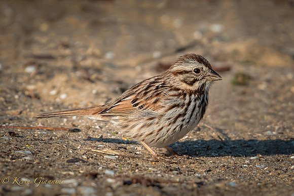 Sparrow