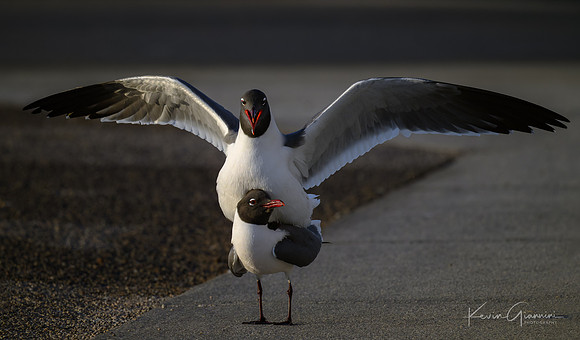 Laughing Gulls