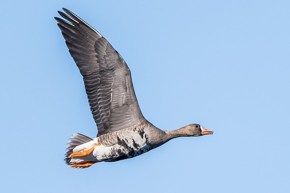 Great White-fronted Goose