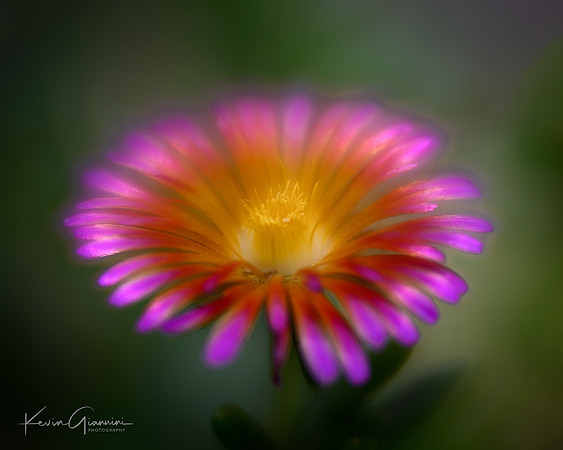 Ice Plant