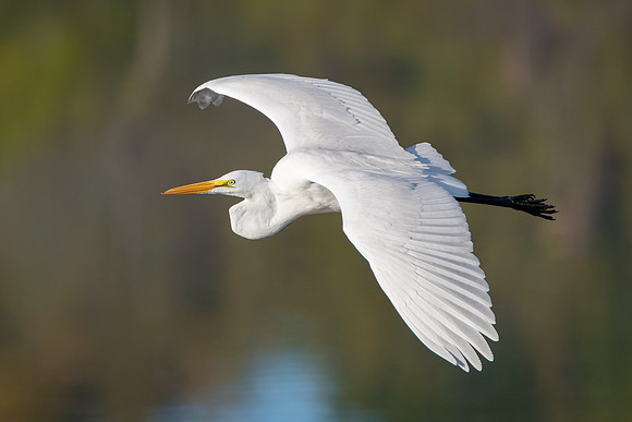 Great Egret in flight