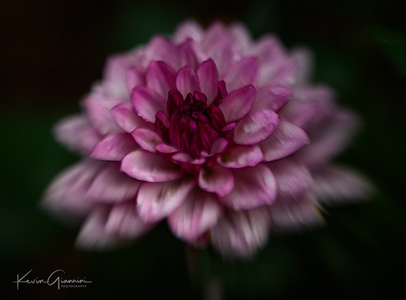 Dahlia