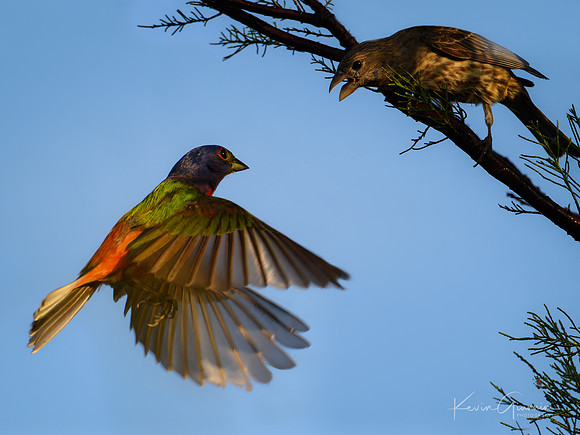 Painted Bunting