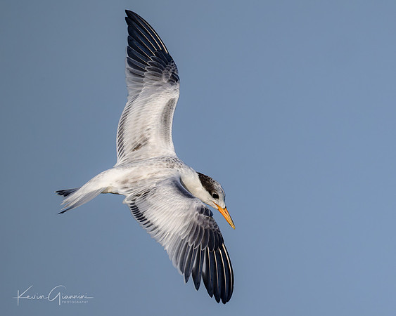 Least Tern