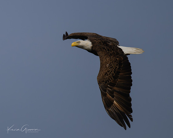 Bald Eagle