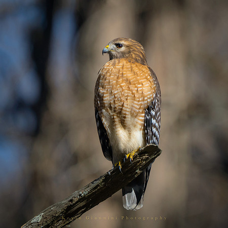 Red-shouldered Hawk