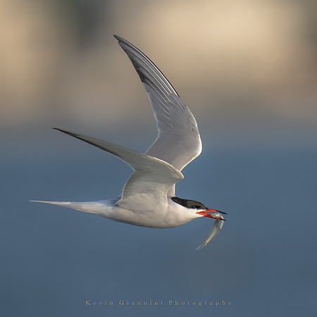 Common Tern