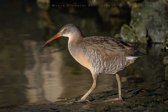 Clapper Rail