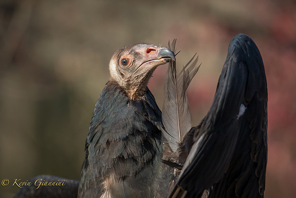Young Turkey Vulture