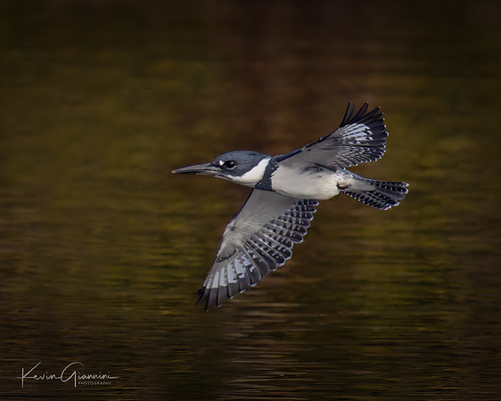 Belted Kingfisher