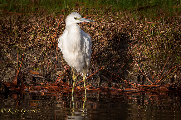 Juvenile Little Blue Heron