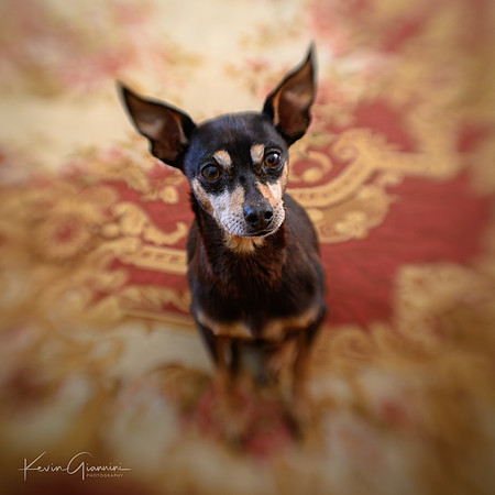 Trina the Super Min Pin