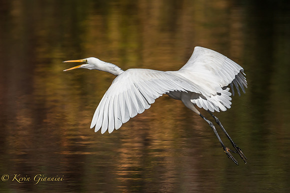 Great Egret in flight