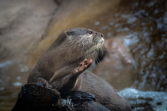 Asian Small-clawed Otter (Aquarium shot)