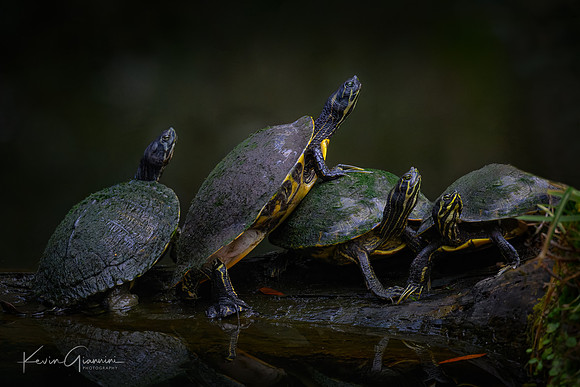 Conga Line