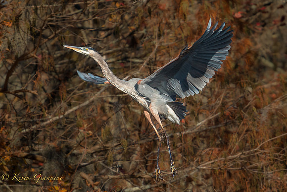 Great Blue Heron in flight