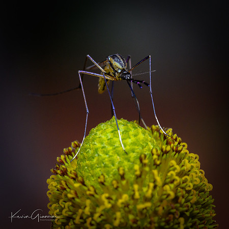 Elephant Mosquito