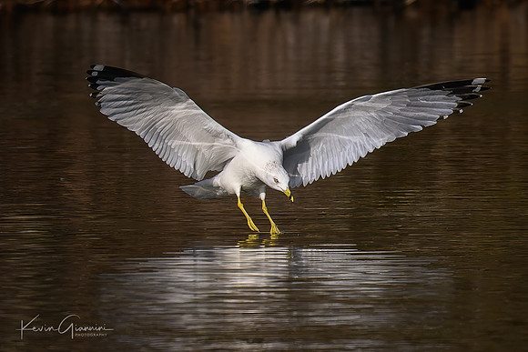 Ring-billed Gull