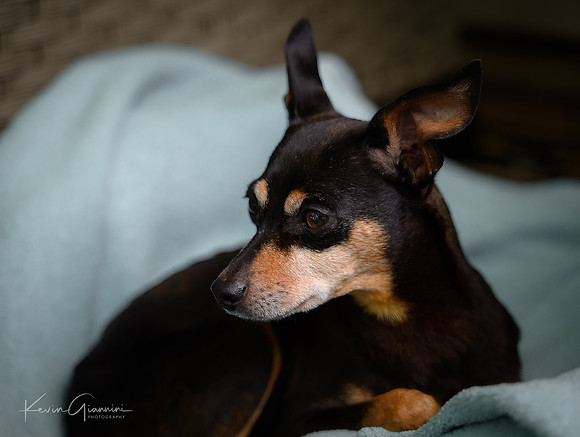 Our new dog Trina!