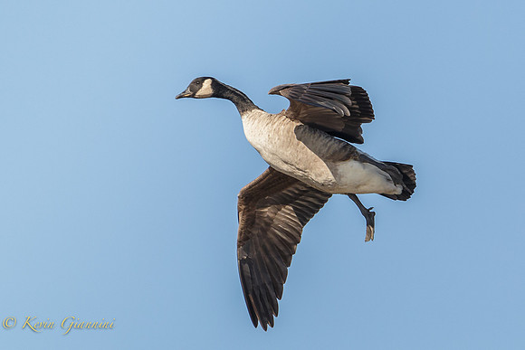 Canada Goose