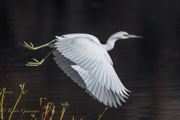 Juvenile Little Blue Heron - Take off!