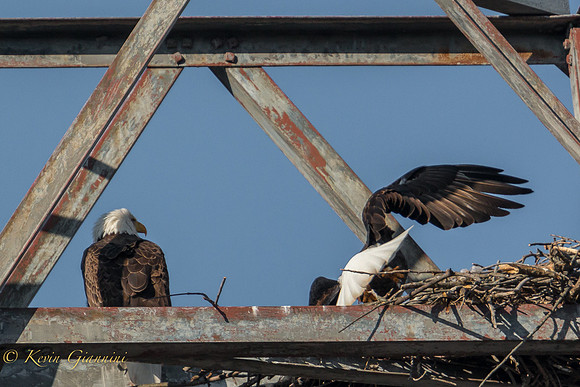 A second adult appears from the nest and flies down river!  3/23/15