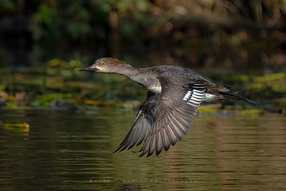 Hooded Merganser - female