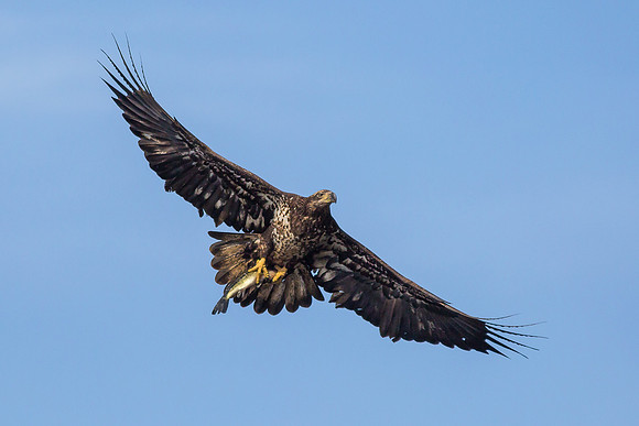 Juvenile Bald Eagle with Fish - 1