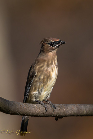 Cedar Waxwing