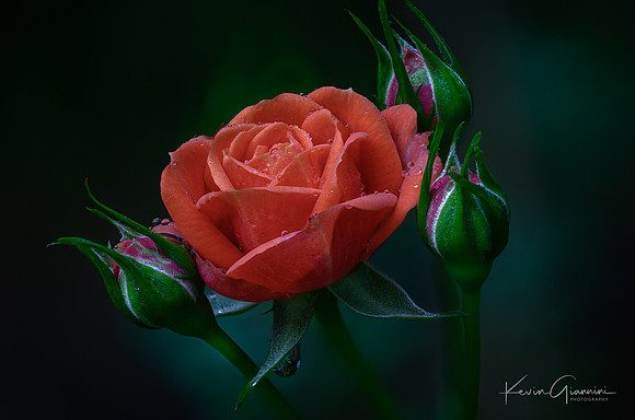 Backyard Rose