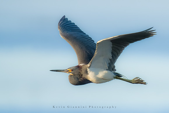 Tricolored Heron