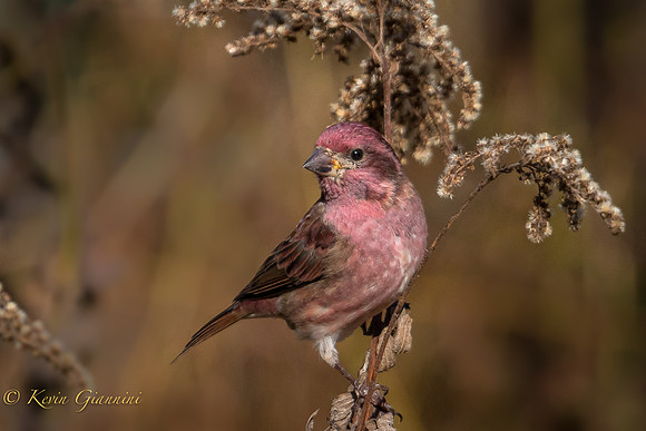Purple Finch