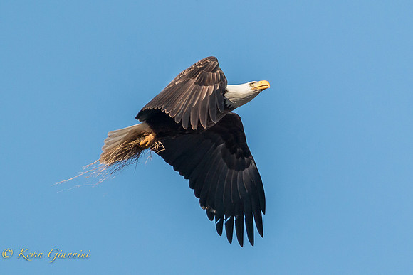 Adult returning to the tower with nesting material 3/23/15