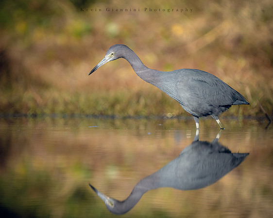 Little Blue Heron