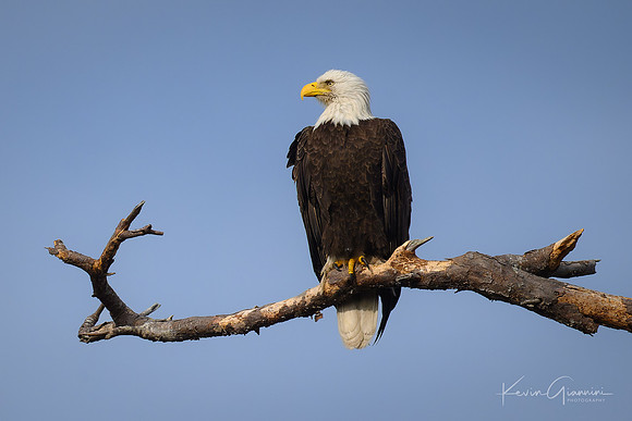 Bald Eagle