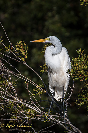 Great Egret