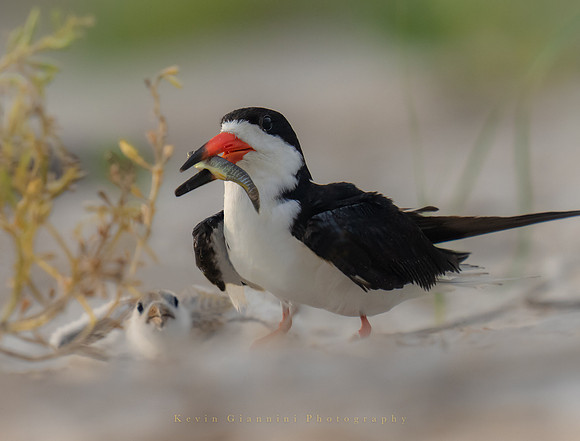 Black Skimmer with chick