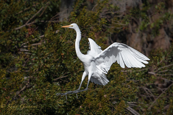 Great Egret in flight