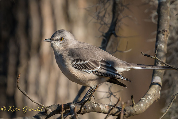 Northern Mockingbird