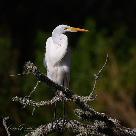 Great Egret