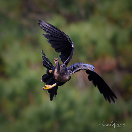 Anhinga