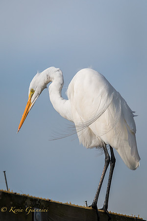 Great Egret
