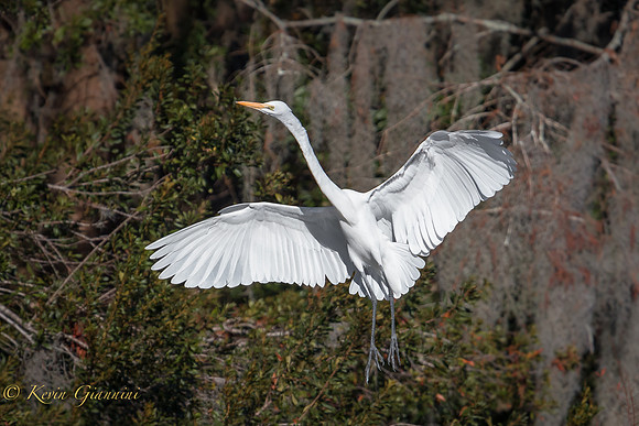 Great Egret in flight