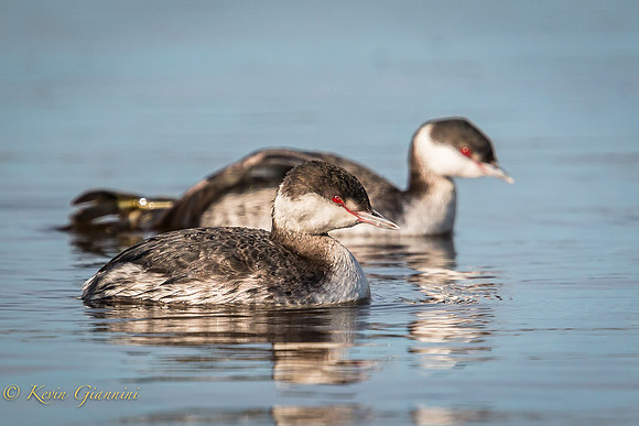 Horned Grebes