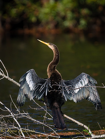 Anhinga