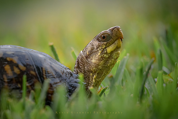 Box Turtle